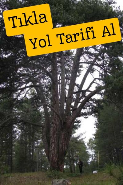 İzmir havalimanından dikiliye nasıl gidilir Çankırı Dokuz kardeşler çamı