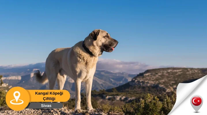 kangal köpeği çiftliği sivas Sivas kangal köpeği çiftliği